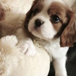 Salome-female-Cavalier-King-Charles-Spaniel-puppy-for-sale-1 (2)