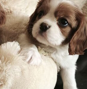 Salome Cavalier King Charles Spaniel
