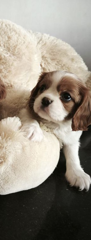 Salome Cavalier King Charles Spaniel Salome Cavalier King Charles Spaniel