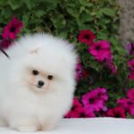 Salome-female-pomeranian-puppy-for-sale-1 (1)