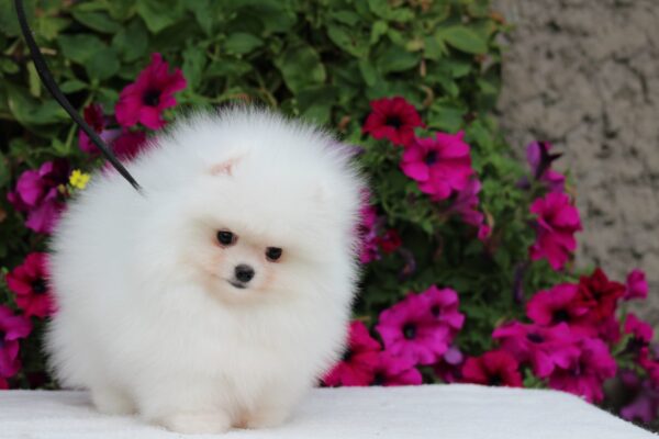 Salome Pomeranian Salome Pomeranian