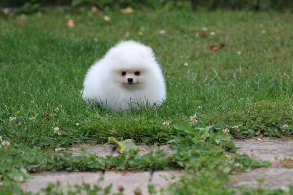 Salome Pomeranian Salome Pomeranian