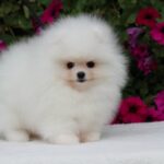 Darling Pomeranian