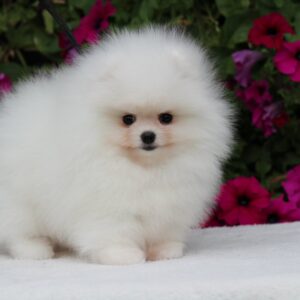 Salome Pomeranian