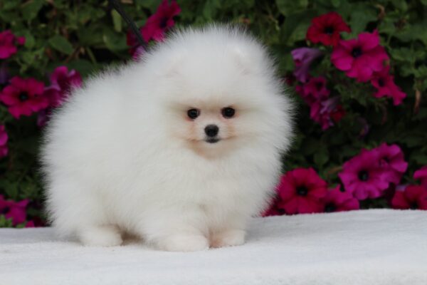 Salome Pomeranian Salome Pomeranian