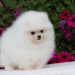 Salome-female-pomeranian-puppy-for-sale-1 (4)