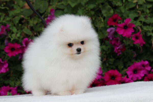 Salome Pomeranian Salome Pomeranian