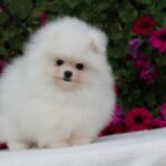 Salome-female-pomeranian-puppy-for-sale-1 (5)