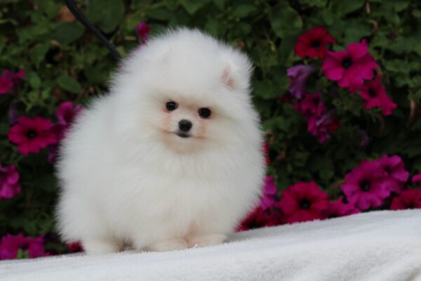 Salome Pomeranian Salome Pomeranian