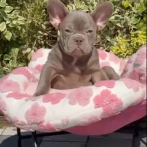Salvador French Bulldog