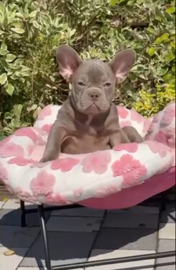 Salvador French Bulldog Salvador French Bulldog