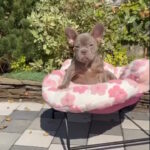 Salvador-male-french-bulldog-puppy-for-sale-1 (2)