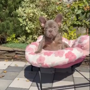 Salvador French Bulldog