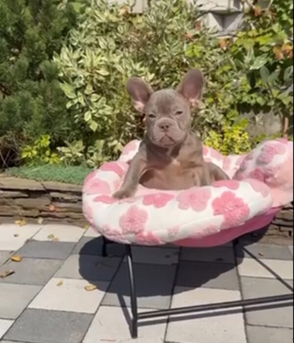 Salvador French Bulldog Salvador French Bulldog