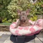 Salvador-male-french-bulldog-puppy-for-sale-1 (3)