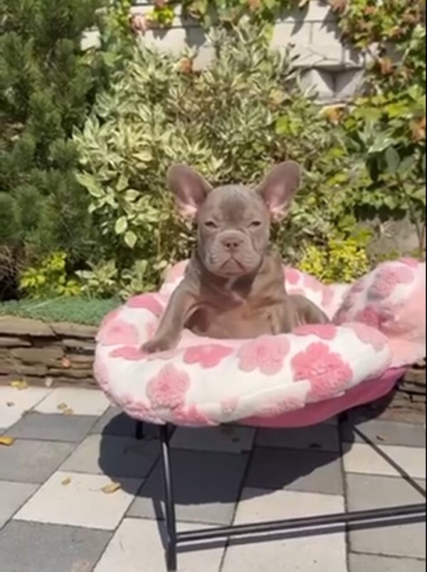 Salvador French Bulldog Salvador French Bulldog