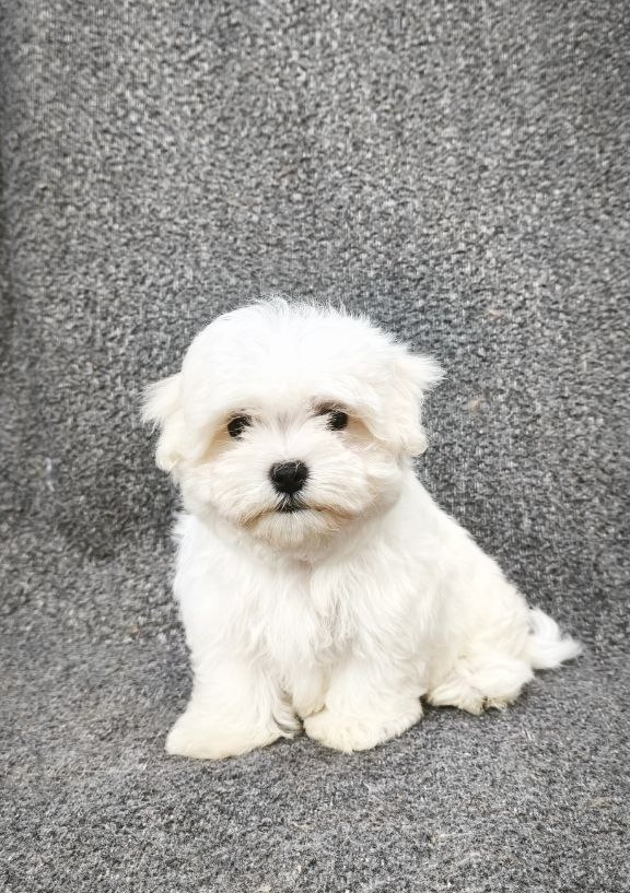 Sam Maltese Sam Maltese