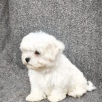 Sam-male-maltese-puppy-for-sale-1 (2)