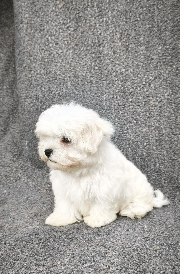 Sam Maltese Sam Maltese