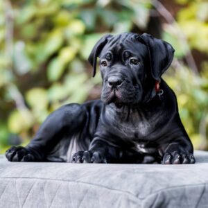 Sambuca Cane Corso