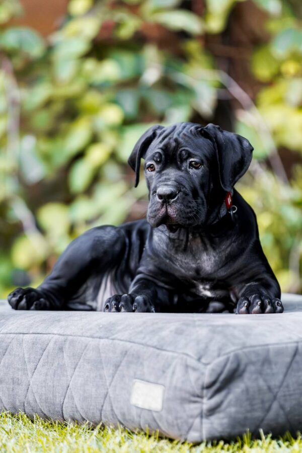 Sambuca Cane Corso