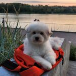 Sami-male-Pomapoo-puppy-for-sale-1 (1)