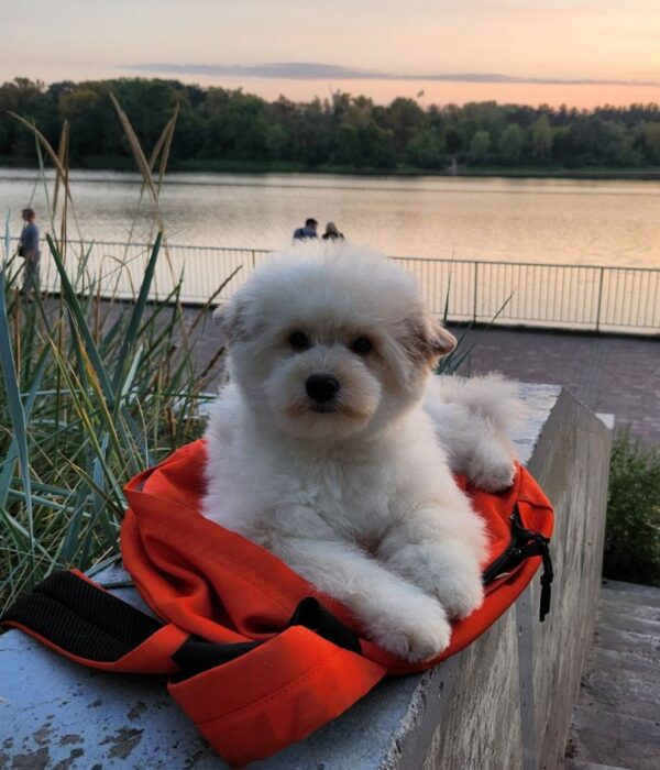 Sami Pomapoo Sami Pomapoo