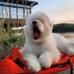 Sami-male-Pomapoo-puppy-for-sale-1 (2)