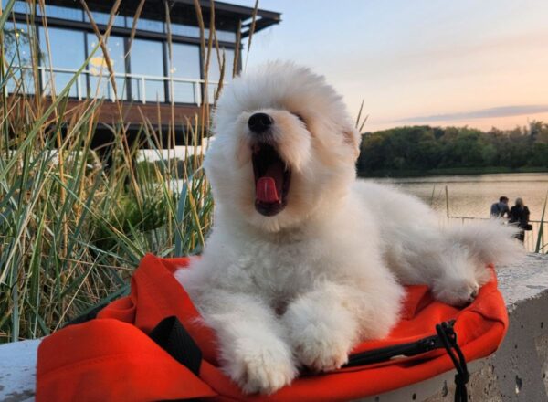 Sami Pomapoo Sami Pomapoo