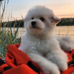 Sami-male-Pomapoo-puppy-for-sale-1 (3)
