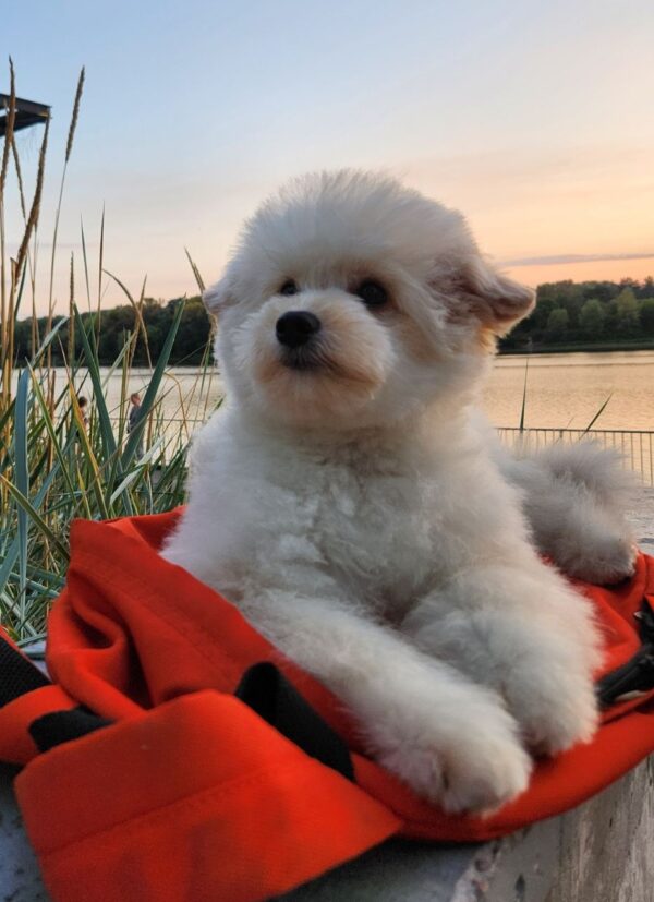 Sami Pomapoo Sami Pomapoo