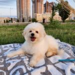 Sami-male-Pomapoo-puppy-for-sale-1 (4)
