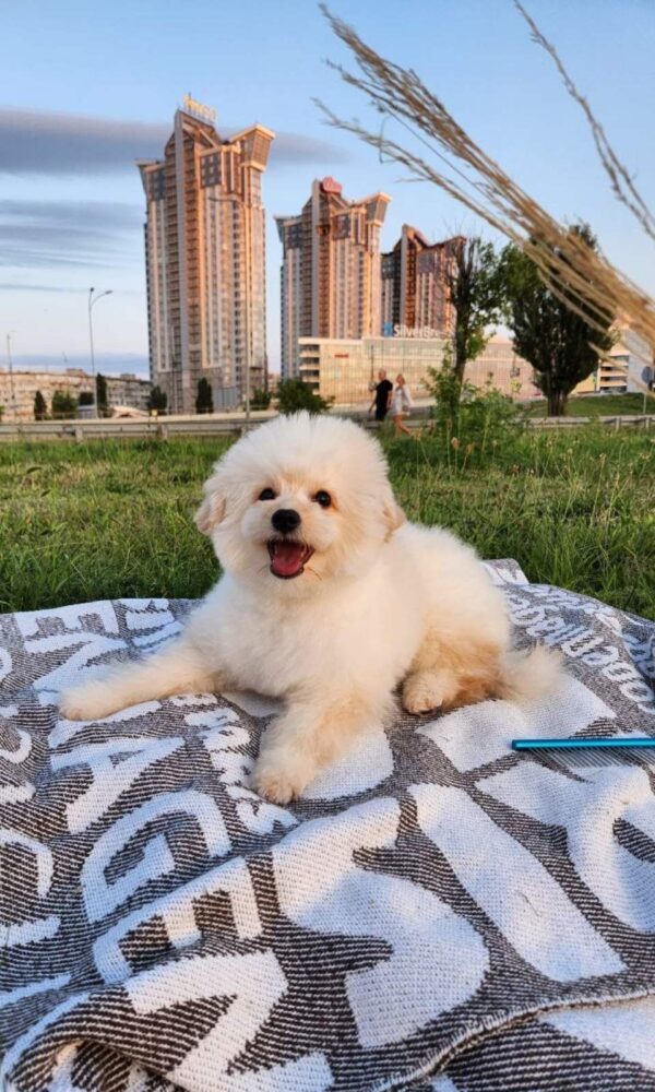 Sami Pomapoo Sami Pomapoo