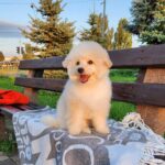 Sami-male-Pomapoo-puppy-for-sale-1 (5)