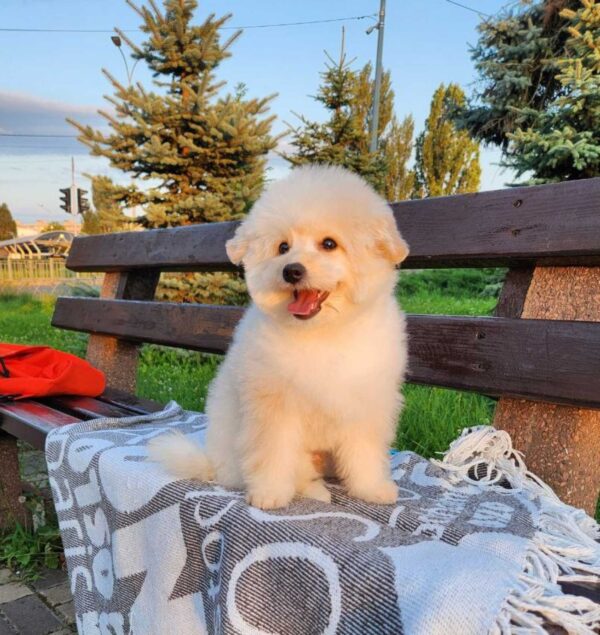 Sami Pomapoo Sami Pomapoo