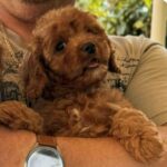 Samy-male-cavapoo-puppy-for-sale- (1)