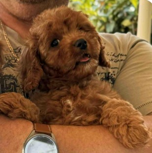Samy Cavapoo Samy Cavapoo