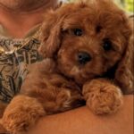 Debora Cavapoo
