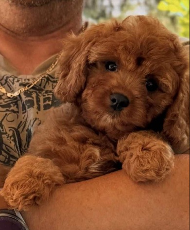 Samy Cavapoo Samy Cavapoo
