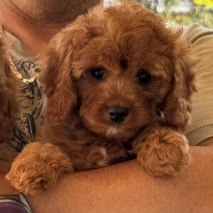 Samy Cavapoo