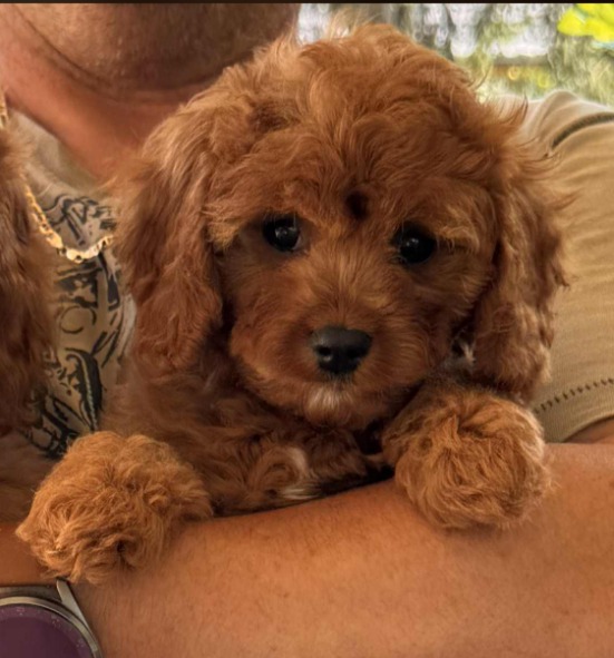 Samy Cavapoo Samy Cavapoo