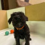 Smokey Miniature Schnauzer