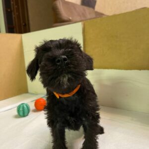 Sapphire Miniature Schnauzer