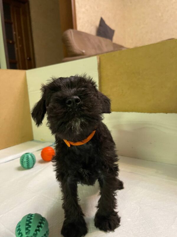 Sapphire Miniature Schnauzer