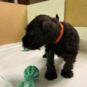 Sapphire Miniature Schnauzer