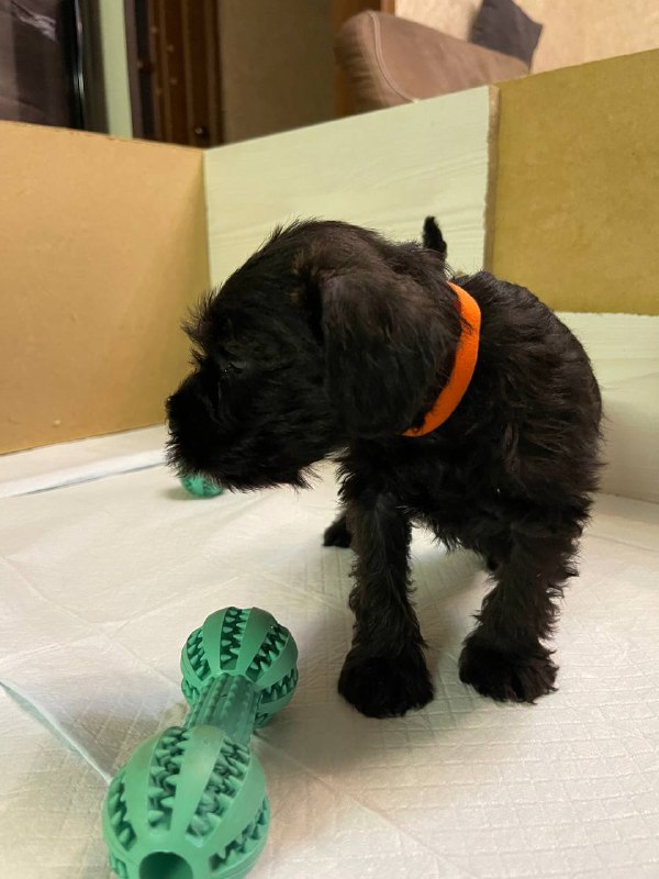 Sapphire Miniature Schnauzer
