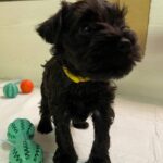 Scarlet-female-Miniature-Schnauzer-puppy-for-sale-1