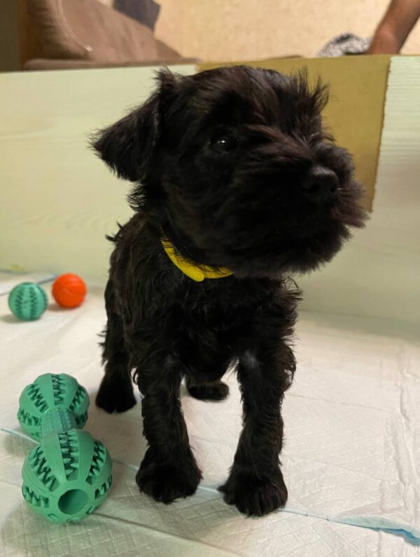 Scarlet Miniature Schnauzer Scarlet Miniature Schnauzer