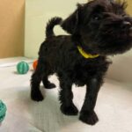 Scarlet-female-Miniature-Schnauzer-puppy-for-sale-2