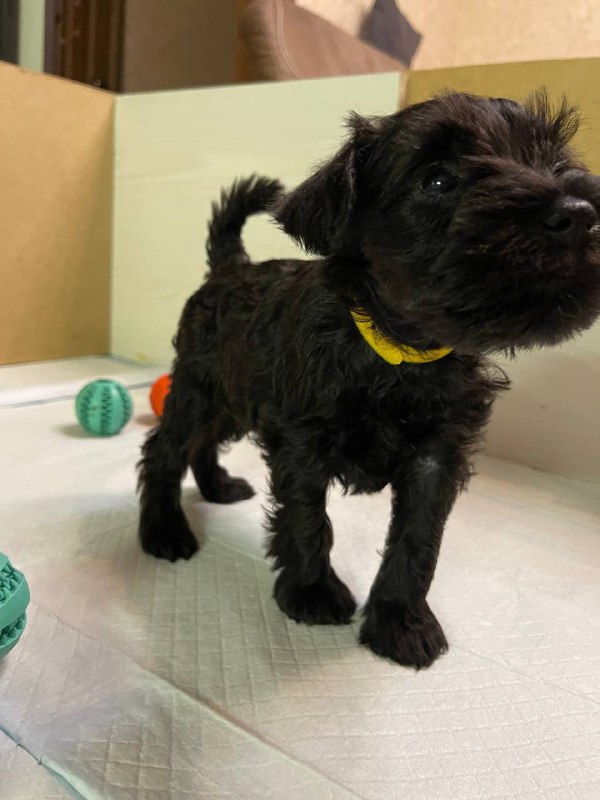 Scarlet Miniature Schnauzer Scarlet Miniature Schnauzer